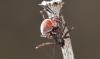 329100 – Photo : Numayta – France (68)